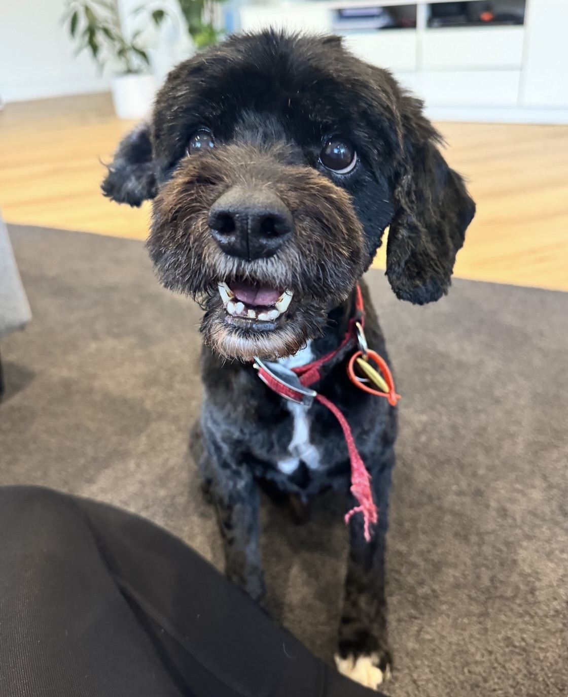 Meet Jet, a beloved companion who received support from Pets Of The Homeless. With a fresh groom and a big smile, Jet is ready for more love and cuddles. Helping pets and their people stay together is what we do!