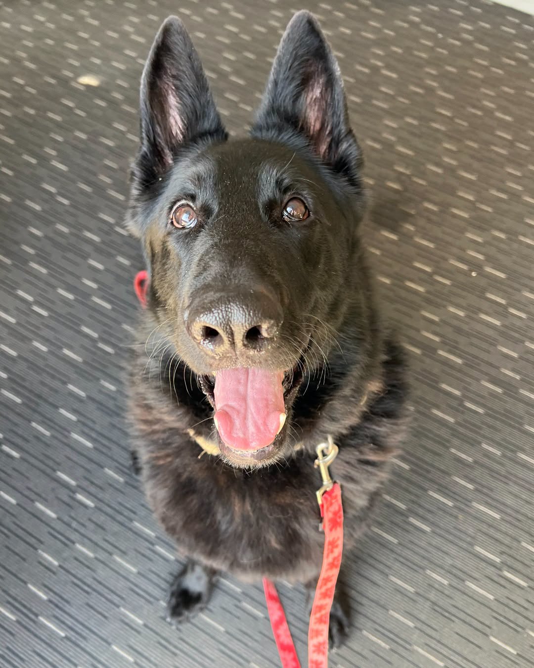 Large foster dog, Wolf, at Pets Of The Homeless